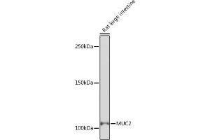 Western blot analysis of extracts of Rat large intestine, using MUC2 Rabbit mAb (ABIN7268689) at 1:1000 dilution. (MUC2 anticorps)
