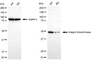 Western blotting analysis using integrin linked kinase antibody (ABIN7799075).