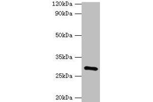 Western blot All lanes: GOSR1 antibody at 16 μg/mL + Mouse liver tissue Secondary Goat polyclonal to rabbit IgG at 1/10000 dilution Predicted band size: 29, 22 kDa Observed band size: 29 kDa (GS28 anticorps  (AA 1-115))