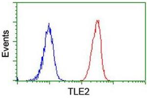 Image no. 2 for anti-Transducin-Like Enhancer Protein 2 (TLE2) antibody (ABIN1501408)