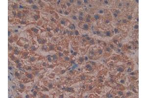 IHC-P analysis of Human Liver Tissue, with DAB staining. (Reelin anticorps  (AA 3142-3460))