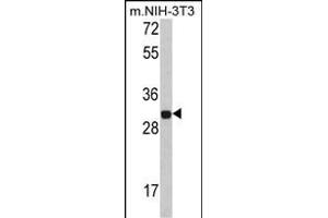 Western blot analysis of FHL1 Antibody (C-term) (ABIN390835 and ABIN2841061) in NIH-3T3 cell line lysates (35 μg/lane).