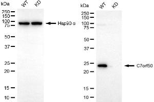 Western blotting analysis using C7orf50 antibody (ABIN7798084). (C7orf50 anticorps)
