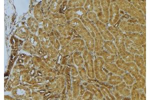 ABIN6273034 at 1/100 staining Mouse kidney tissue by IHC-P. (CKAP4 anticorps  (C-Term))