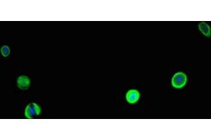 Immunofluorescent analysis of MCF-7 cells using ABIN7146571 at dilution of 1:100 and Alexa Fluor 488-congugated AffiniPure Goat Anti-Rabbit IgG(H+L)