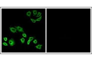 Immunofluorescence analysis of A549 cells, using RhoH Antibody.