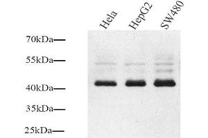 Western Blot analysis of various samples using Connexin 43 Polyclonal Antibody at dilution of 1:1000. (Connexin 43/GJA1 anticorps)