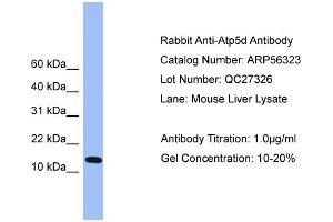 WB Suggested Anti-Atp5d  Antibody Titration: 0. (ATP5F1D anticorps  (C-Term))