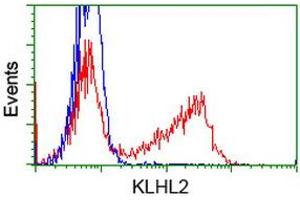 Flow Cytometry (FACS) image for anti-Kelch-Like 2, Mayven (KLHL2) (AA 1-100), (AA 494-593) antibody (ABIN1490549) (KLHL2 anticorps  (AA 1-100, AA 494-593))