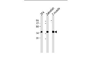 All lanes : Anti-(DANRE) mc4r Antibody (N-Term) at 1:2000 dilution Lane 1: ZF4 whole cell lysate Lane 2: Zebrafish whole cell lysate Lane 3: Z. (MC4R anticorps  (AA 25-57))