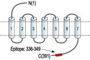Representative domain view of the target of ABIN7884795.