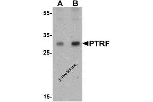 Western Blotting (WB) image for anti-Serum Deprivation Response (SDPR) (N-Term) antibody (ABIN1077452) (SDPR anticorps  (N-Term))