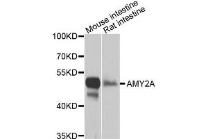 Western blot analysis of extracts of various cell lines, using AMY2A antibody (ABIN5975245) at 1/1000 dilution. (AMY2A anticorps)