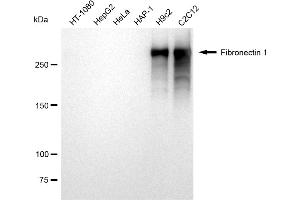 Western blotting analysis using Fibronectin 1 antibody (ABIN7798614). (Recombinant Fibronectin 1 anticorps)