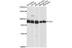 Western blot analysis of extracts of various cell lines, using FAF1 antibody. (FAF1 anticorps  (AA 1-280))