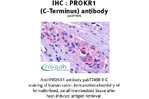 Image no. 1 for anti-Prokineticin Receptor 1 (PROKR1) (C-Term) antibody (ABIN1738397) (Prokineticin Receptor 1 anticorps  (C-Term))