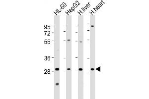 All lanes : Anti-Z1 Antibody (N-Term) at 1:2000 dilution Lane 1: HL-60 whole cell lysates Lane 2: HepG2 whole cell lysates Lane 3: human liver lysates Lane 4: human heart lysates Lysates/proteins at 20 μg per lane. (AMZ1 anticorps  (AA 65-96))