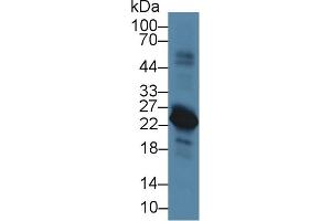 Western Blot; Sample: Rat Spleen lysate; Primary Ab: 5µg/ml Rabbit Anti-Rat VPREB1 Antibody Second Ab: 0. (VPREB1 anticorps  (AA 43-128))