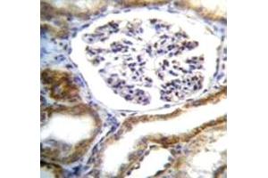 IFT88 antibody immunohistochemistry analysis in formalin fixed and paraffin embedded human kidney tissue.