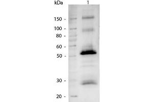 Western Blotting (WB) image for Goat anti-Goat IgG (Heavy & Light Chain) antibody (Alkaline Phosphatase (AP)) - Preadsorbed (ABIN101511)