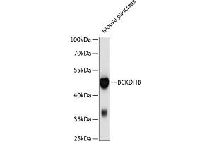 Western blot analysis of extracts of mouse pancreas, using BCKDHB antibody (ABIN6129212, ABIN6137489, ABIN6137490 and ABIN6214814) at 1:1000 dilution.