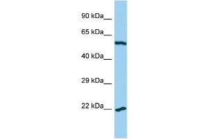 Host: Rabbit Target Name: MRPL32 Sample Type: U937 Whole Cell lysates Antibody Dilution: 1. (MRPL32 anticorps  (C-Term))