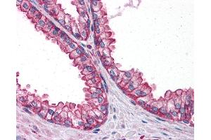 Anti-PTER antibody IHC of human prostate. (PTER anticorps  (C-Term))