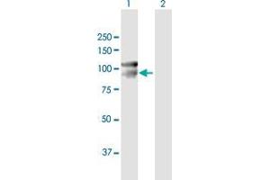 Western Blot analysis of CDH12 expression in transfected 293T cell line by CDH12 MaxPab polyclonal antibody. (Cadherin 12 anticorps  (AA 1-794))