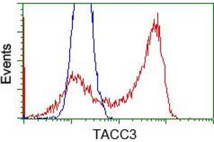 Image no. 5 for anti-Transforming, Acidic Coiled-Coil Containing Protein 3 (TACC3) antibody (ABIN1498099) (TACC3 anticorps)