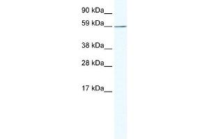 KHDRBS1 antibody (20R-1132) used at 0. (KHDRBS1 anticorps  (N-Term))