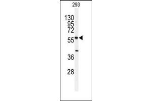 Image no. 1 for anti-serine Palmitoyltransferase, Long Chain Base Subunit 1 (SPTLC1) (N-Term) antibody (ABIN357775) (SPTLC1 anticorps  (N-Term))