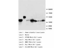 Image no. 2 for anti-Mitogen-Activated Protein Kinase 3 (MAPK3) (AA 365-379) antibody (ABIN1493437) (ERK1 anticorps  (AA 365-379))