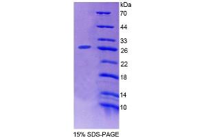 SDS-PAGE analysis of Mouse COVA1 Protein. (ENOX2 Protéine)