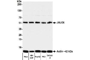Western Blotting (WB) image for anti-Jumonji Domain Containing 6 (JMJD6) (AA 125-175) antibody (ABIN7795645)