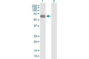 Western Blot analysis of PVRL2 expression in transfected 293T cell line by PVRL2 MaxPab polyclonal antibody. (PVRL2 anticorps  (AA 1-479))