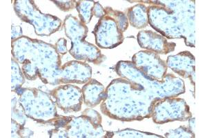 Formalin-fixed, paraffin-embedded human Placenta stained with TIMP2 Mouse Monoclonal Antibody (TIMP2/2044). (TIMP2 anticorps  (AA 48-220))