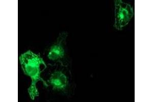 Immunofluorescence (IF) image for anti-Protein Kinase C, epsilon (PRKCE) antibody (ABIN1500230) (PKC epsilon anticorps)