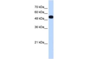 Western Blotting (WB) image for anti-UDP-Glucose Pyrophosphorylase 2 (UGP2) antibody (ABIN2463169) (UGP2 anticorps)
