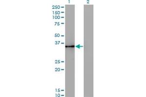 Western Blot analysis of HHEX expression in transfected 293T cell line by HHEX monoclonal antibody (M11), clone 2A10. (HHEX anticorps  (AA 133-237))