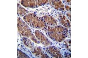 anti-Otopetrin 1 (OTOP1) (AA 367-396), (Middle Region) antibody