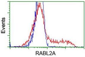 HEK293T cells transfected with either RC211854 overexpress plasmid (Red) or empty vector control plasmid (Blue) were immunostained by anti-RABL2A antibody (ABIN2453934), and then analyzed by flow cytometry. (RABL2A anticorps)