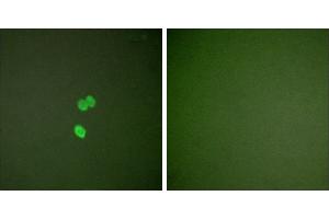 Peptide - +Immunofluorescence analysis of NIH/3T3 cells, using Galectin 3 antibody (#C0203). (Galectin 3 anticorps)