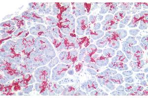 Immunohistochemistry staining of human pancreas (paraffin-embedded sections) with anti-sialyl Lewis a (121SLE), 10 μg/mL. (CA 19-9 anticorps)