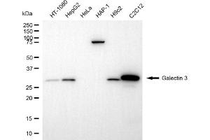 Western blotting analysis using galectin 3 antibody (ABIN7798686). (Galectin 3 anticorps)