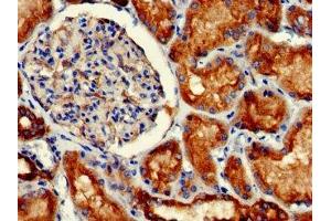 Immunohistochemistry of paraffin-embedded human kidney tissue using ABIN7153847 at dilution of 1:100