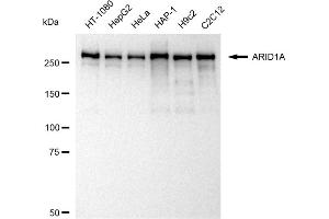 Western blotting analysis using ARID1A antibody (ABIN7797666). (Recombinant ARID1A anticorps)