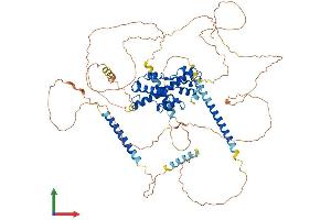 AlphaFold protein structure predicition of Mouse Recombinant Prox1 Protein, UniprotID P48437