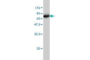Western Blot detection against Immunogen (61.
