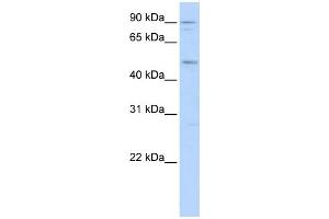 WB Suggested Anti-MEF2A Antibody Titration:  0. (MEF2A anticorps  (N-Term))