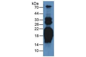 Detection antibody from the kit in WB with Positive Control:  Sample Rat Heart Tissue. (PRO-ANP Kit ELISA)